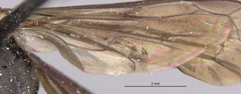 Media type: image;   Entomology 13668 Aspect: Wing hind